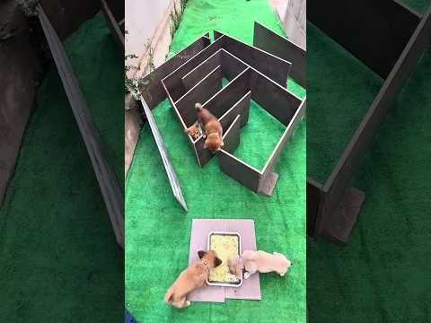 A puppy trapped in his owner's maze