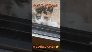 三毛の子猫ファミリー計画その3 近くにお肉置いたらかなり接近して来た！🥹