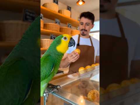 Papagaio mineiro quer pão de queijo uai 😅 #pets #humor
