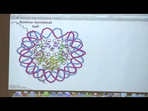 Kevin Ahern's Bite-Sized Biochemistry #50 - Gene Expression II