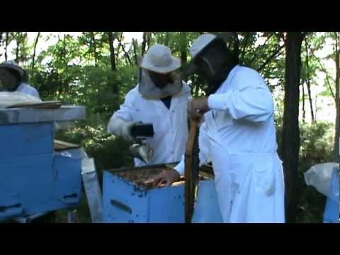 2. Apicultura video - Prima stupina din Romania dotata cu Bio Stupi pe vatra 2/2