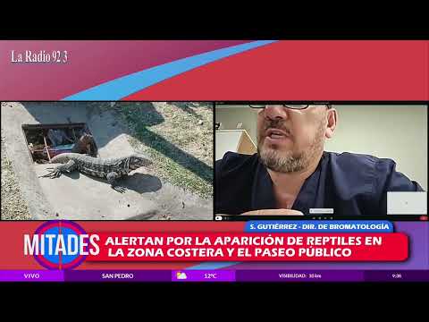 Alerta por la presencia de reptiles