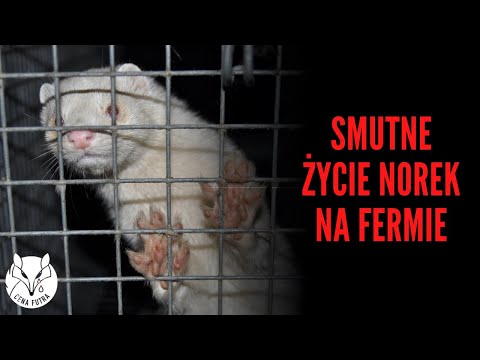 Proekologiczny poseł z Ruchu Palikota