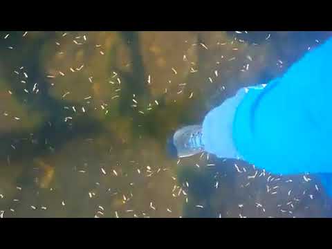 Frozen lake makes mysterious alien-like sounds