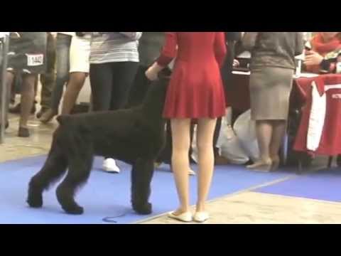 Zarina's Design So Damn Hot - New Champion!