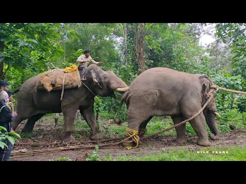 #Wildframe | ELEPHANT ABHIMANYU FIGHTING 2021