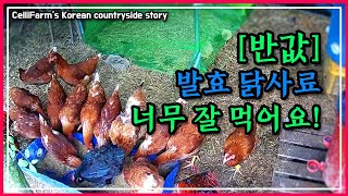 반값 사료 만들었는데 너무 잘 먹어요 다행 입니다. 발효사료 만들기 첼리팜 시골이야기 CelliFarm's …