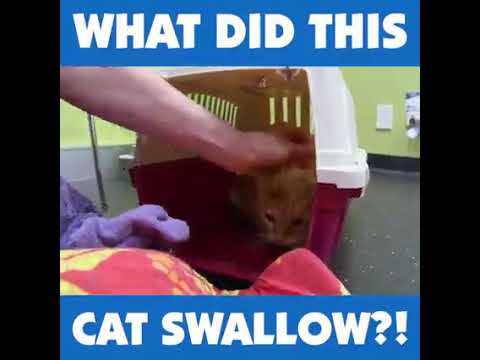 Cat Swallowing A Lot Gum And Food - What Does It Mean?