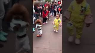 Смешное видео про собаку