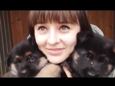 Как выбрать щенка немецкой овчарки (рекомендация от племенного питомника немецких овчарок МОТОР СИЧ)