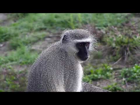 Djuma: Sights and sounds including Vervet Monkeys  - 07:06 - 10/15/20