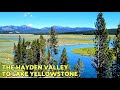 Wildlife of Hayden Valley and Yellowstone Lake: So many BISON!!!