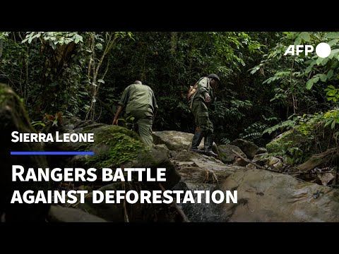 Video Thumbnail: Sierra Leone rangers fight uphill battle against deforestation | AFP