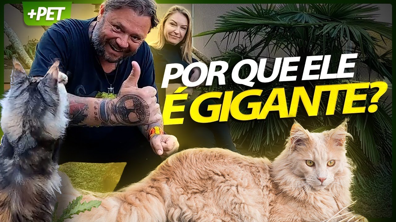 MAINE COON, DE ONDE SURGIRAM ESSES GATOS ENORMES? | RICHARD RASMUSSEN