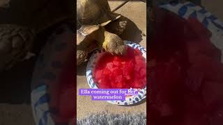 Download lagu Ella Coming out for Watermelon mp3