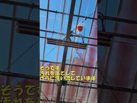 温室内の枯れ葉を利用していますか？なぜだめですか ？ガーデニングに関するアドバイスに従ってください。  庭園