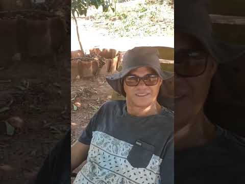 Recanto dos papagaios castilho são Paulo