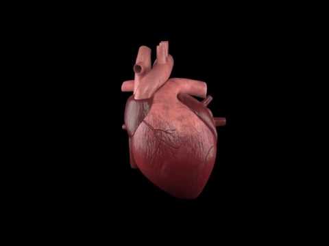 Human Heart 3D Animation