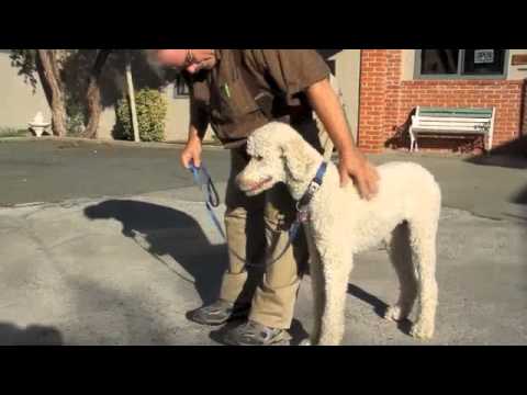 Norcalpoodlerescue