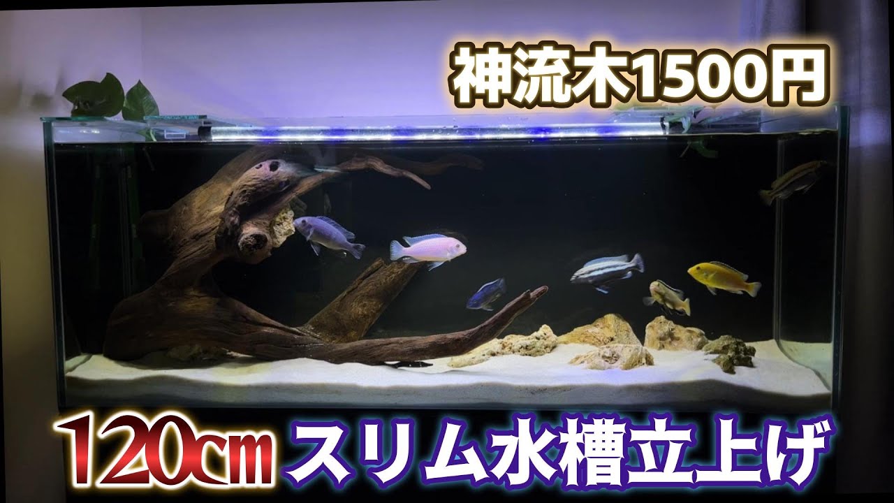 【120cmスリム水槽】エーハイム外部フィルターと大きな流木使って水槽を立ち上げの6ヶ月間を振り返る記録【熱帯魚飼育/アクアリウム】