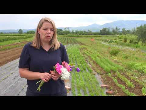 Uzgoj cvijeća za rezanje  - Zlatno klasje #217