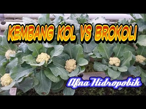 , title : 'Kembang kol & Brokoli hidroponik / Cauliflower & Brocoli hydroponic'