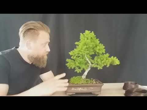 Sakura Bonsai by Mario Kaiser