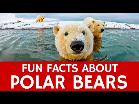 Interesting Facts about Polar Bears – Educational Video for School Learning