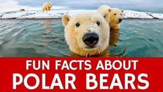 Interesting Facts about Polar Bears – Educational Video for Kids and School Learning