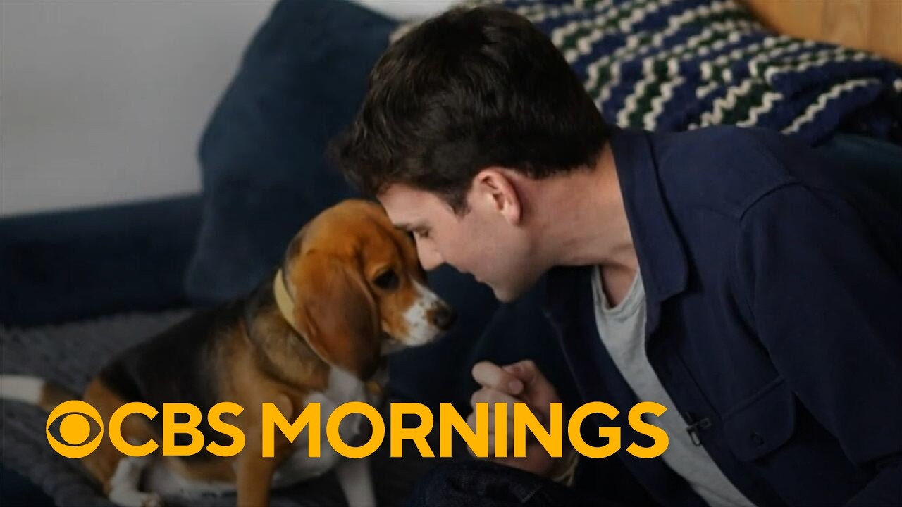 Genetically altered beagles offer hope for dog lovers with allergies