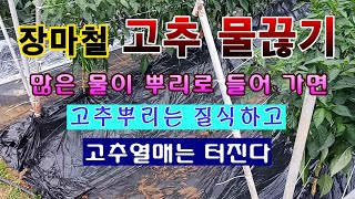 [텃밭농부 1,556]  장마철 고추 물끊기. 뿌리로 물이 많이 들어가면 고추가 터지고 죽습니다. #고추재배…