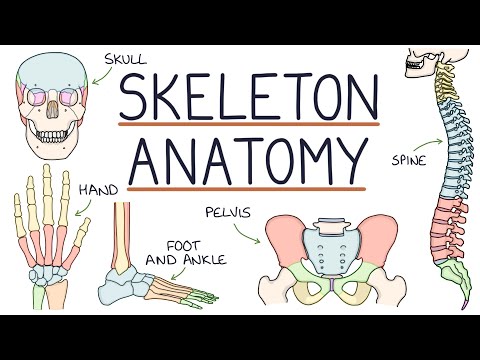 Anatomy of the Skeleton