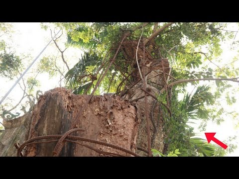 Cận cảnh cây sưa trăm tỷ đồng sắp được mang đấu giá ở Hà Nội