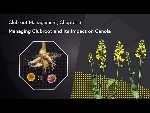 Clubroot Management: Chapter 3 - Managing Clubroot and its Impact on Canola