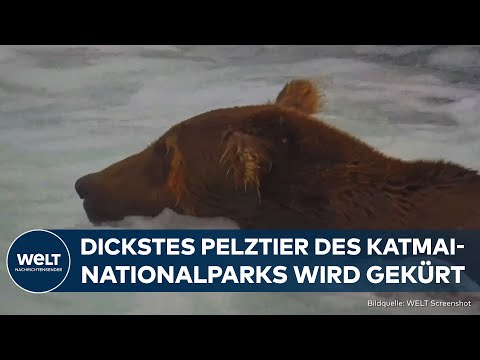 ALASKA: Braunbär Chunk gewinnt „Fat Bear Week“ im Katmai-Nationalpark!