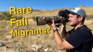 Can We Find Rare Fall Migrants?