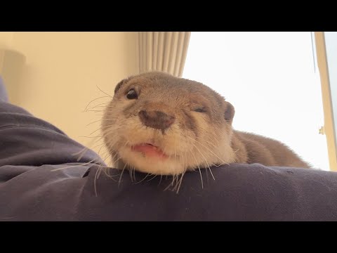 飼い主を取られたカワウソが取り返す物語 The Story of the Otter Who Got His Owner Back