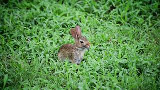 Billie&#39;s Bounce - Eddie Jefferson / Charlie Parker (Guitar)