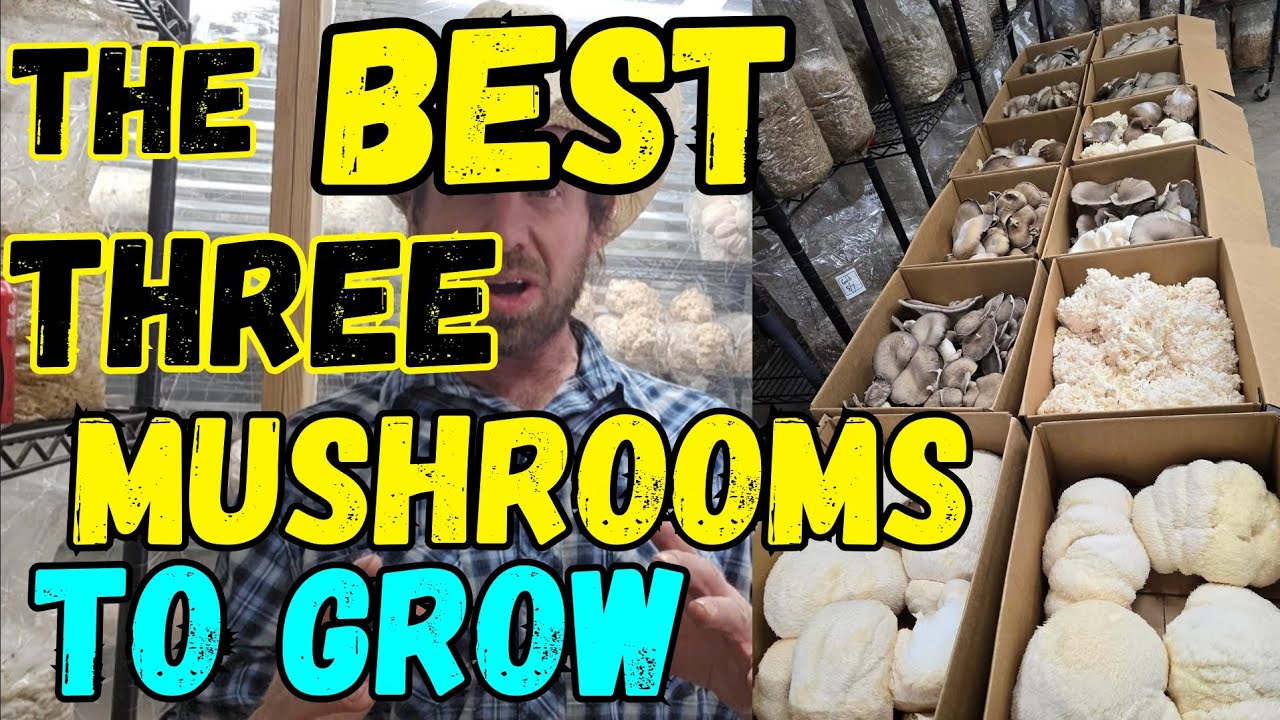 🍄The BEST Three Mushrooms To Grow!👌#MushroomFarmer #Farming #Mushrooms #fungi #mycology