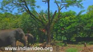 Punnathoorkotta, an elephant caring centre