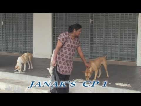 Janak CP settings test