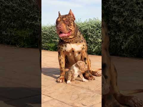 Rolex The Leopard Bully