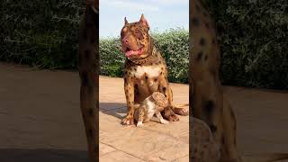 THE BIG LEOPARD BULLY #leopardbully