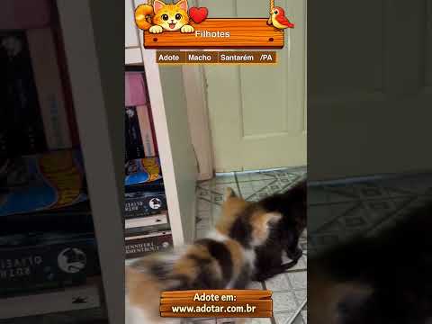 Vídeo de Filhotes 
