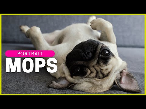 PUG | Character, Attitude & Health