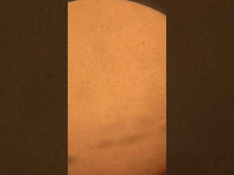 Magic Magnifique frozen semen