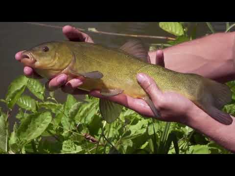 With Pupa   Tinca tinca II