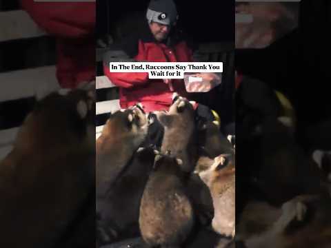 Man Feeding raccoons #shorts