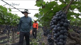 나는 농부다 60회 2부 - 과수원집 일복(福) 열렸네!Ⅱ