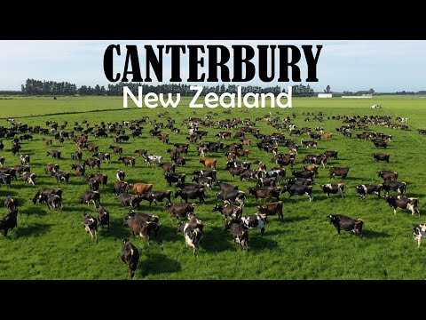 Tour Of Kerry's 540 Cow Canterbury Dairy Farm